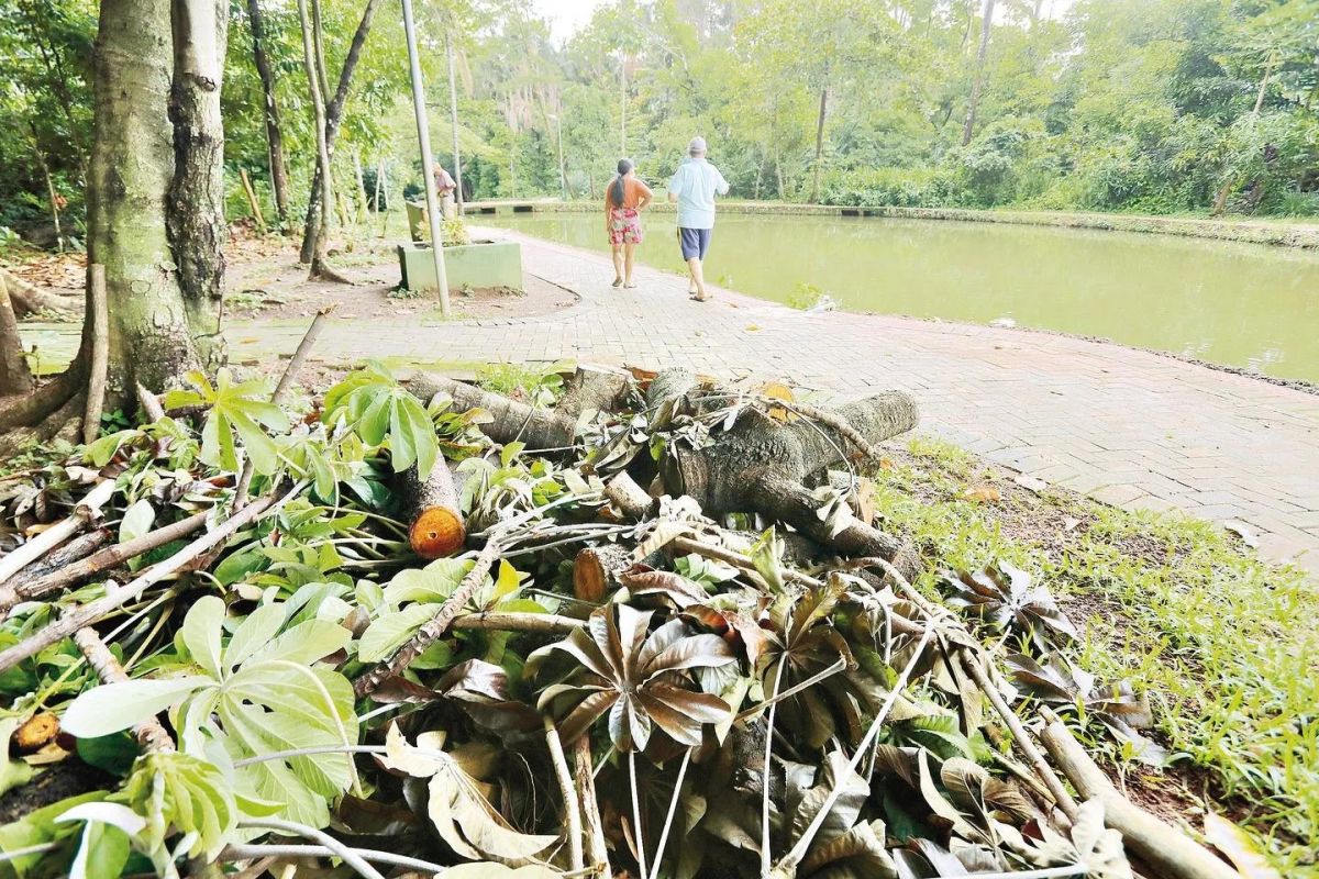 Moradores reclamam de falta de cuidado com Bosque dos Buritis em Goiânia